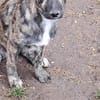 Lydia, süsses Hundekind sucht Liebe