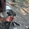 Lydia, süsses Hundekind sucht Liebe
