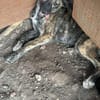 Lydia, süsses Hundekind sucht Liebe