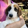 Zuhause/Pflegestelle gesucht für Idefix