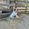 Zuhause/Pflegestelle gesucht für Idefix