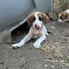 Zuhause/Pflegestelle gesucht für Idefix