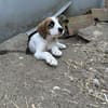 Zuhause/Pflegestelle gesucht für Idefix
