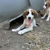 Zuhause/Pflegestelle gesucht für Idefix