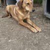 Zuhause/Pflegestelle gesucht für Debby