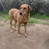 Zuhause/Pflegestelle gesucht für Debby