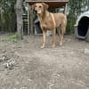 Zuhause/Pflegestelle gesucht für Debby