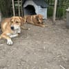Zuhause/Pflegestelle gesucht für Debby