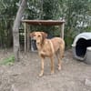 Zuhause/Pflegestelle gesucht für Debby