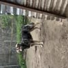 Zuhause/Pflegestelle gesucht für Thor