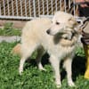 Lomo - liebenswert u. zutraulich