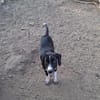 Zuhause/Pflegestelle gesucht für Luca