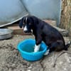 Zuhause/Pflegestelle gesucht für Luca