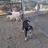 Zuhause/Pflegestelle gesucht für Luca