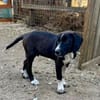Zuhause/Pflegestelle gesucht für Luca