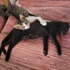 Tom und Jerry - diese beiden ....