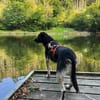 CHUTCHI -liebe, sanfte Hündin-
