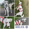 MELVA -ein Herz auf 4 Pfoten-