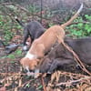 3 Welpenkinder suchen ein Körbchen 🥰