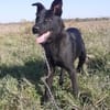 Rusty sucht seine Familie