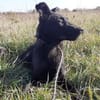 Rusty sucht seine Familie