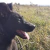Rusty sucht seine Familie
