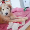 Polly ❤ in 87459 Pfronten, Allgäu