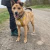 Buddy, liebenswerter Rüde