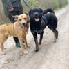 Buddy, liebenswerter Rüde