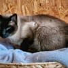 Gismo