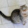 Brunhilde