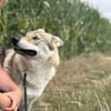 Noran  ein junger Wolfshund