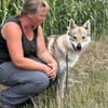 Noran  ein junger Wolfshund