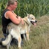 Noran  ein junger Wolfshund