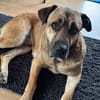 Gelassener Milo sucht sein Zuhause