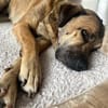 Gelassener Milo sucht sein Zuhause