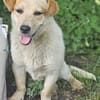 FRITZI sucht für-immer Zuhause