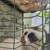 FRITZI sucht für-immer Zuhause