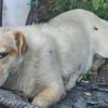 FRITZI sucht für-immer Zuhause