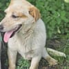FRITZI sucht für-immer Zuhause
