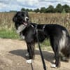 Stacy  sanfte Bordercollie-Mix Hündin