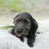 Amilio unser Herzenshund...