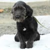 Amilio unser Herzenshund...
