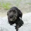Amilio unser Herzenshund...