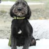 Amilio unser Herzenshund...