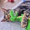 Menschenbezogener Kater Hopper