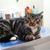 Menschenbezogener Kater Hopper
