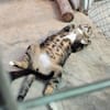 Menschenbezogener Kater Hopper