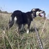 Leo sucht seine Familie