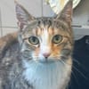 Cherie